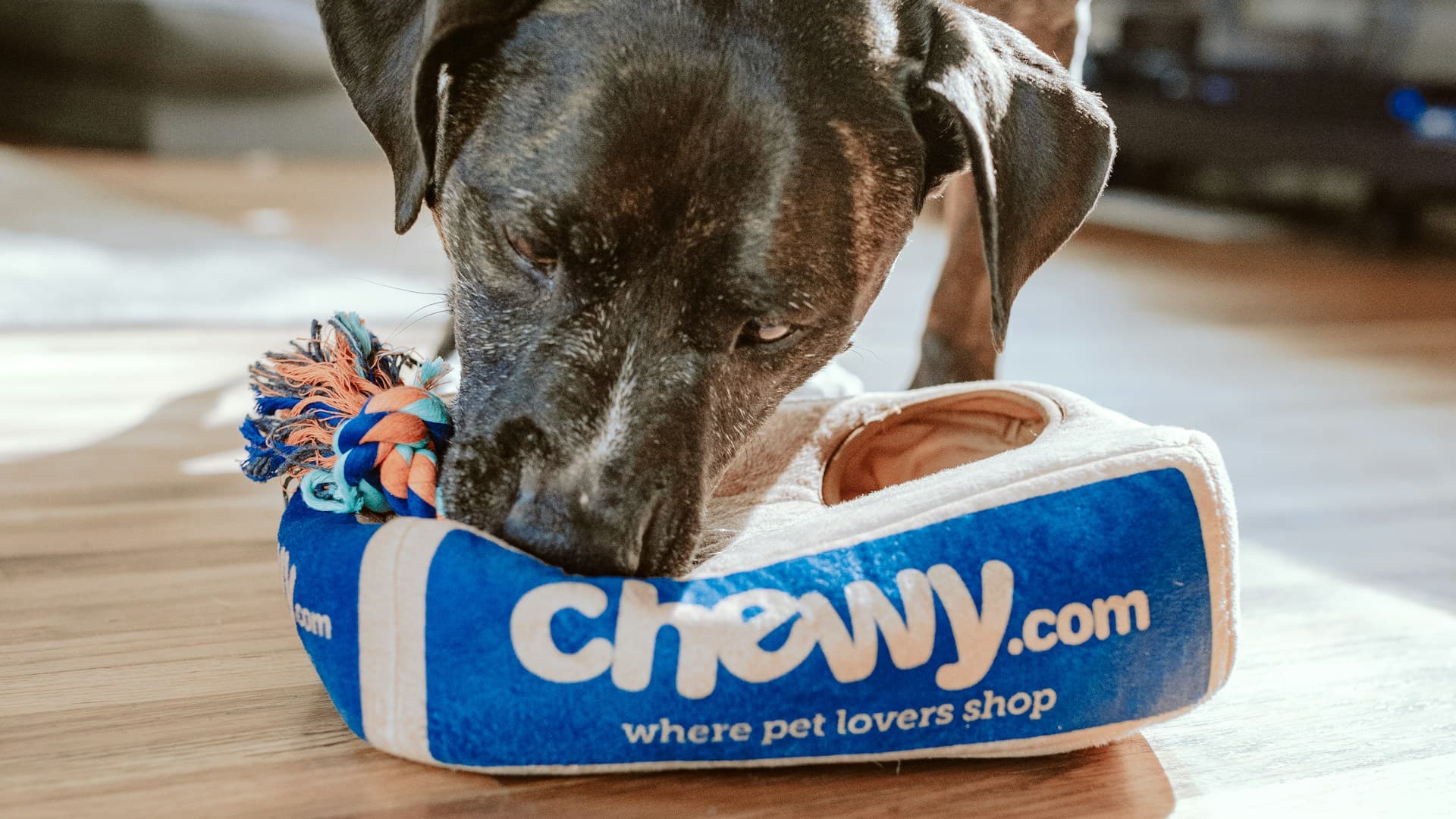 جانوروں کے لیے ہوٹل اور بورڈنگ ہاؤس